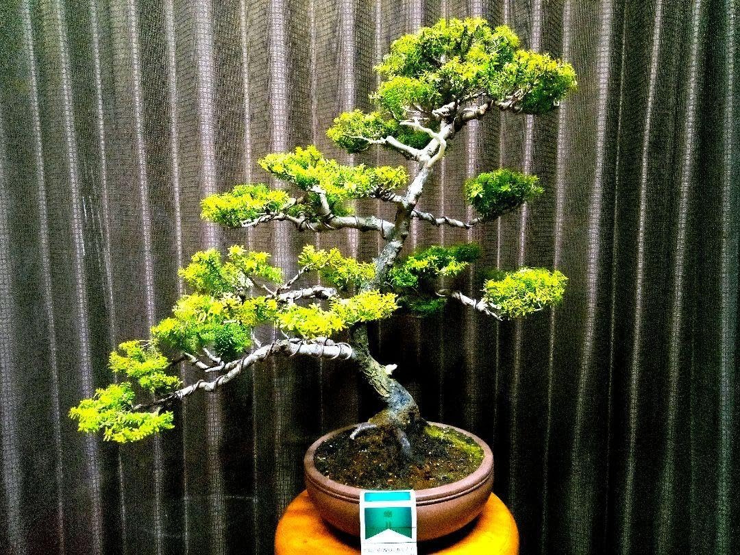 樹高 50㎝ 米栂盆栽 真柏、他?希少値引き